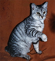 Японський бобтейл, порода короткохвостих кішок