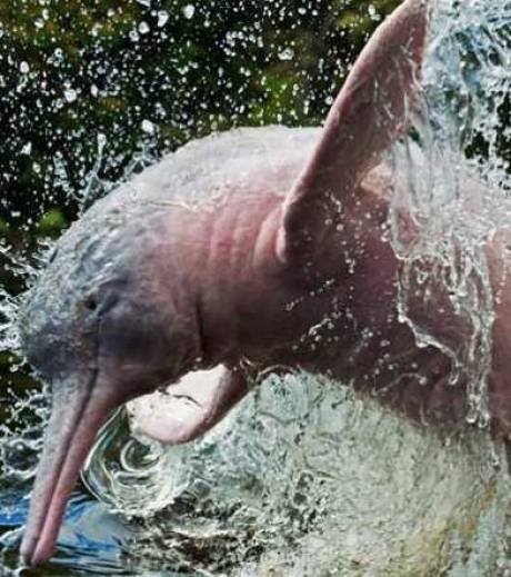 Рожеві дельфіни є дуже гнучкими і верткими, що дозволяє їм легко маневрувати між гілками дерев, що знаходяться під водою, в пошуках їжі, проте при цьому, вони не можуть вибратися з браконьєрських сіток