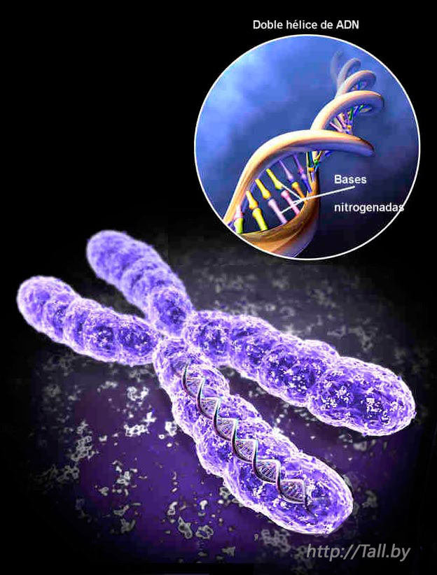 Ми успадковуємо від своїх батьків і прабатьків певний набір хромосом, який визначає наш фенотип