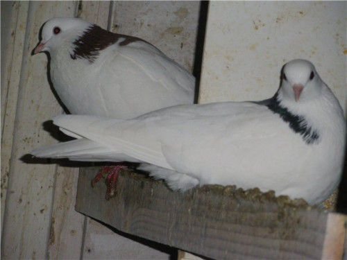 Грівунамі птахів назвали, завдяки забарвленню: тіло забарвлене в один колір, а на потилиці і спочатку спини розташоване контрастну пляму