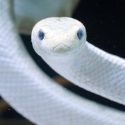 До чого сниться біла змія