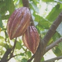 Масло какао   Theobroma Cacao (Cocoa) Seed Butter   Латинська назва: Theobroma cacao   Синоніми: Butyrum Cacao   Тип рослини, яка використовується частина: Дерева какао випускають численні яскраво кольорові стручки, які можуть містити до 60 бобів какао, з яких потім виготовляють масло   Країна походження: Батьківщина - Південна і Центральна Америка, острови Мексиканської затоки, береги річок Магдалени, Оріноко і Амазонки   Метод отримання: Масло виділяють з тертих какао-бобів, шляхом гарячого пресування